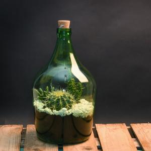 Open terrarium fles M 5L 19x19x33 cm groen